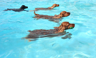 Dog Swimming Safety Tips