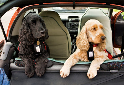 Car Sickness In Dogs: Causes, Symptoms, & Treatments