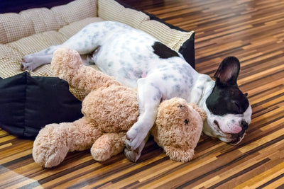 5 Dog Sleeping Positions, What They Mean, and The Best Bed for Each One