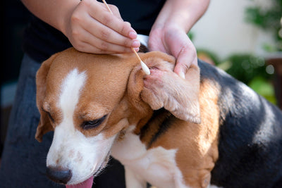 Ticks In Dogs: A Step-By-Step Removal Procedure