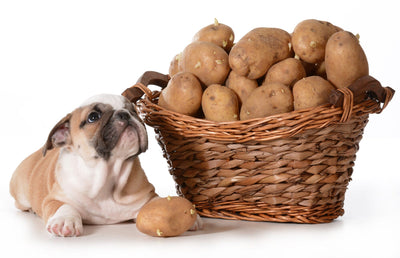 5 Human Foods That Are Good For Dogs