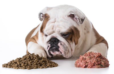 Raw, Cooked, Or Kibble … What’s The Best Food For My Pet?