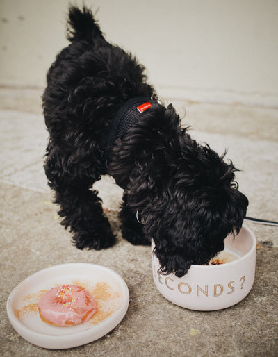 The Do's And Don'ts Of Homemade Dog Food