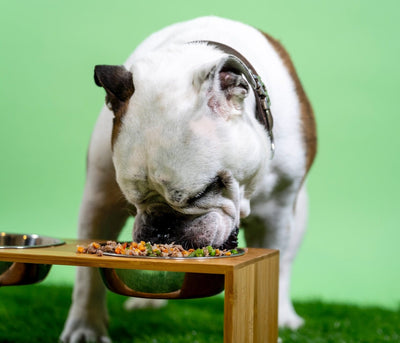 Choosing the Right Supplement for Your Pet