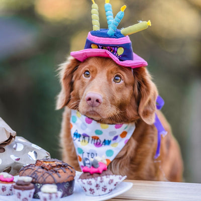 Celebrating Your Pet’s Birthday