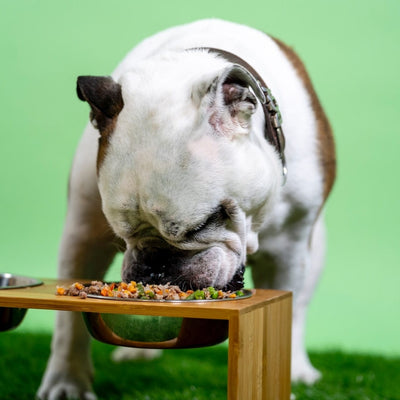 Tips for Feeding Your Dog Healthy Meals & Treats