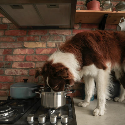 The Do's AND Don't of Cooking for Your Dog