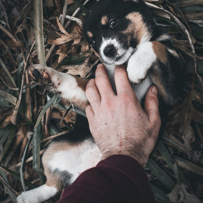 4 Ways To Calm Your Anxious Dog