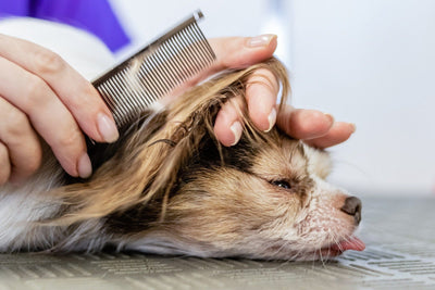 How to Treat Matted Dog Fur