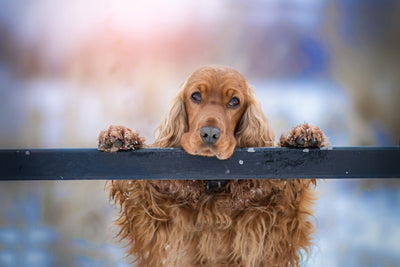 6 Signs That Your Pet is in Discomfort