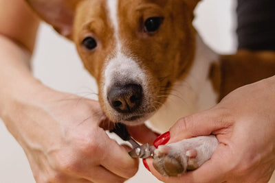 How to Trim Your Dog's Nails